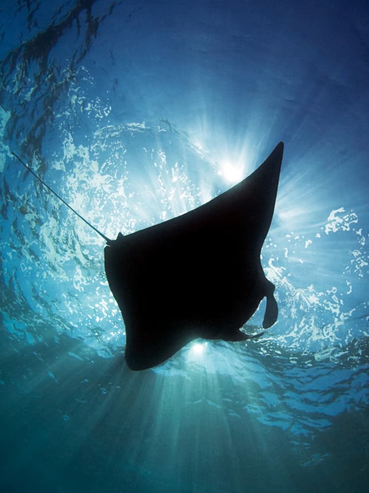 Giant Manta Ray Sunburst by Henry Jager — canvas wall art