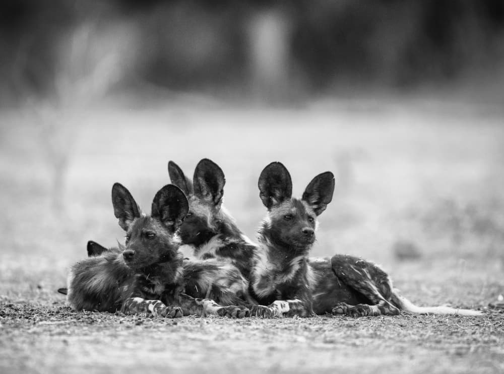 Painted Dog Pups by Jaco Marx — canvas wall art