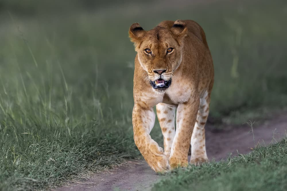 African Lioness Walking by Ahmed Sobhi — canvas wall art