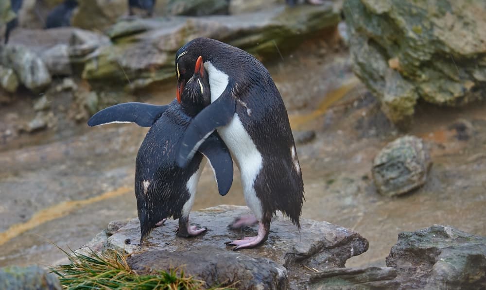 Penguin Embrace by Sergey Kokinskiy — canvas wall art