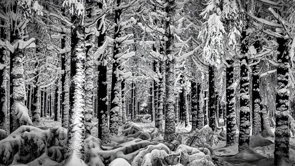 Snowy Winter Forest by Dimitar Genchev — canvas wall art
