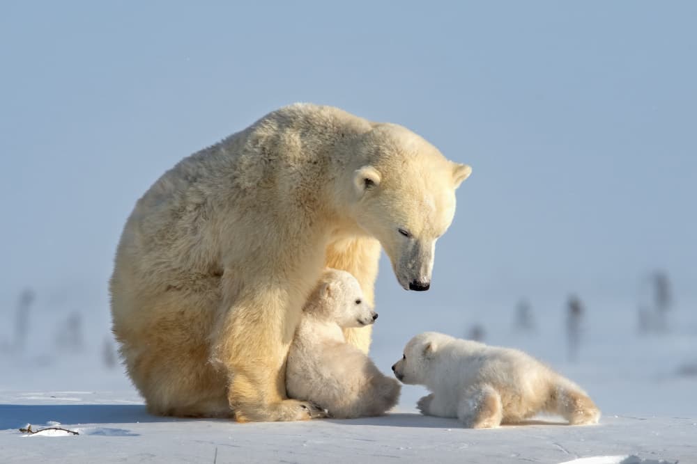 Mother Bear And Cubs by Hung Tsui — canvas wall art