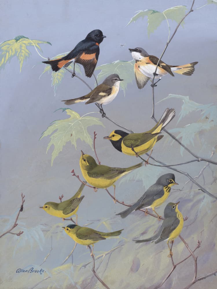 Warblers By Allan Brooks by Allan Brooks — canvas wall art