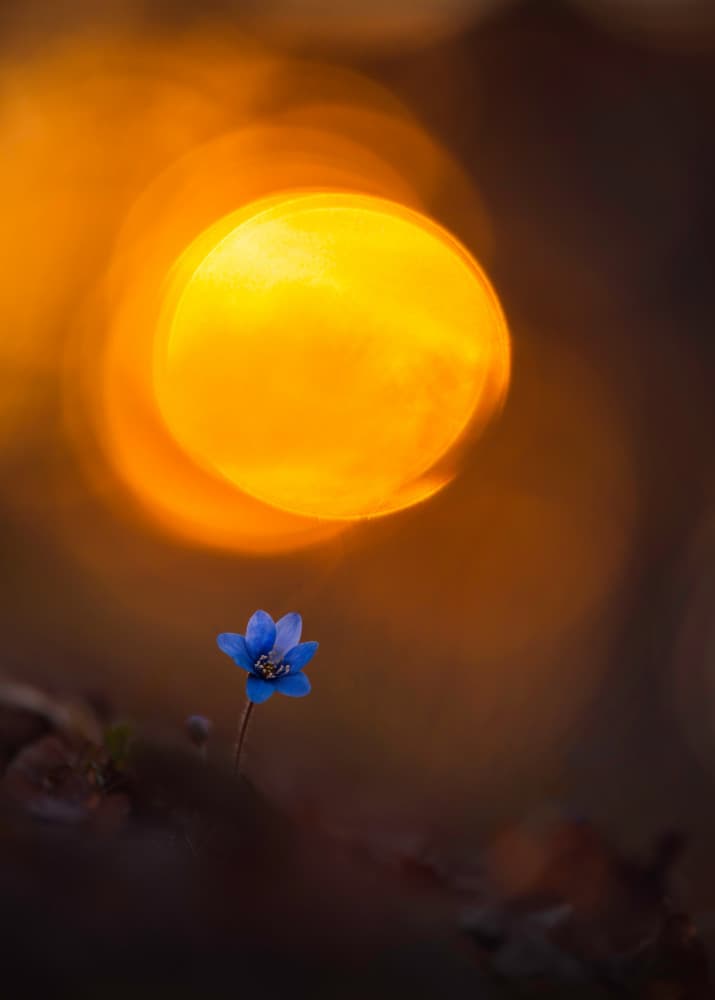 Blue Flower Glow by Christian Lindsten — canvas wall art