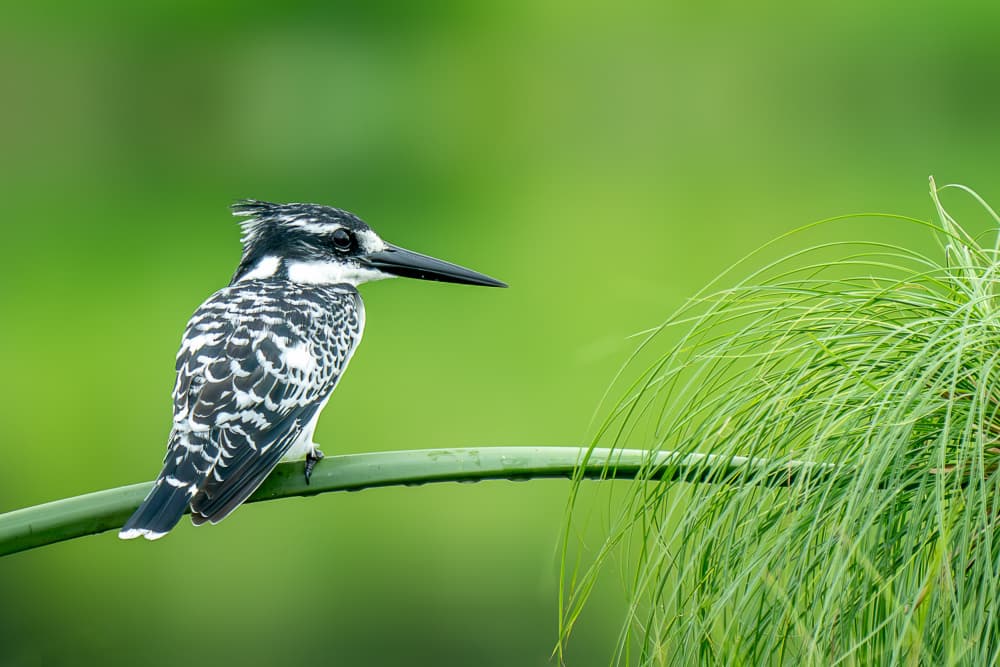Pied Kingfisher Perched by Jose Curto — canvas wall art