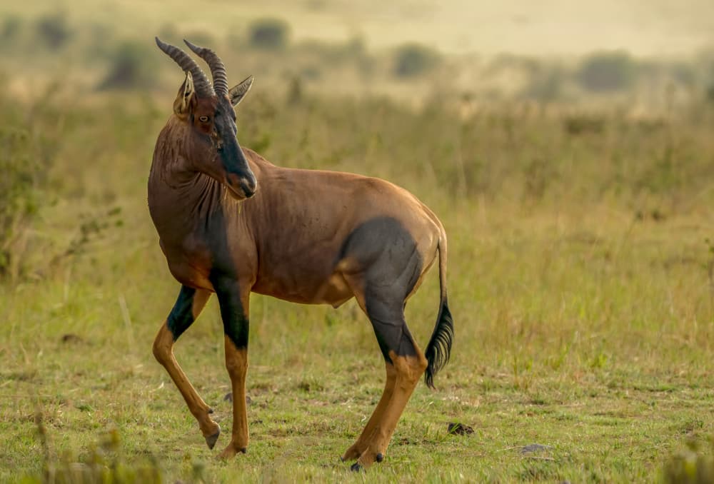 Majestic African Topi by Annie Zhang — canvas wall art