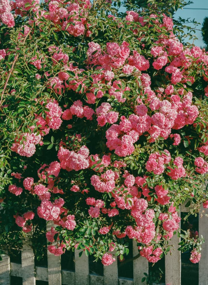 Pink Roses Garden Fence by Bethany Young — canvas wall art