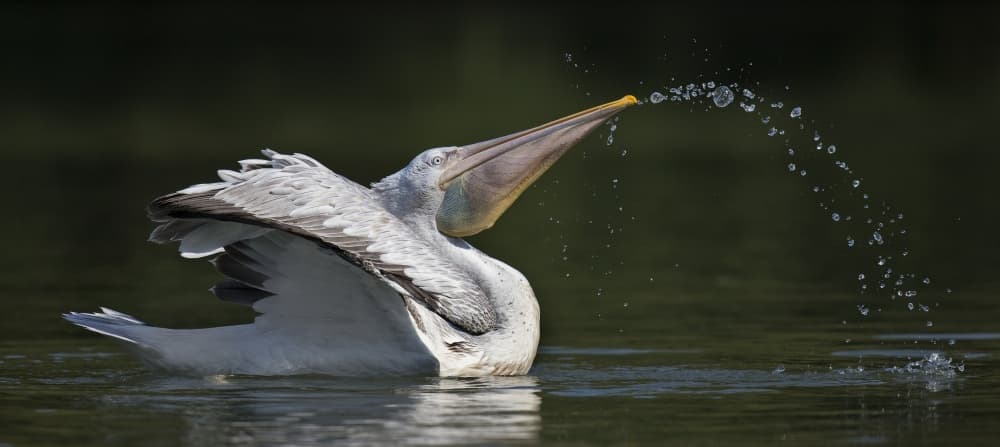 Pelican Splashing Water by C.S. Tjandra — canvas wall art