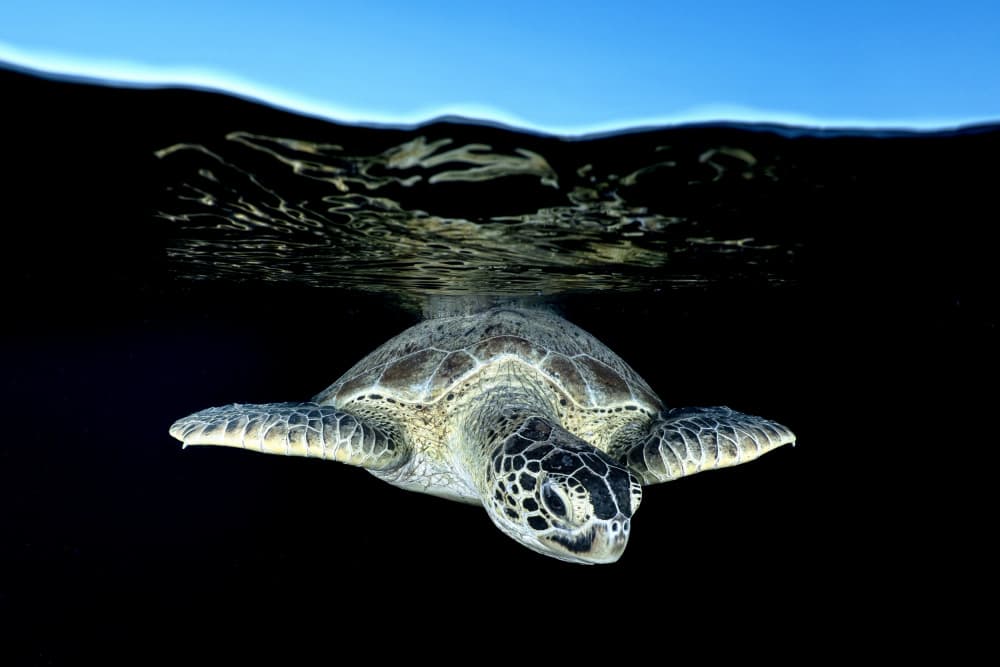 Ocean Surface Turtle by Serge Melesan — canvas wall art