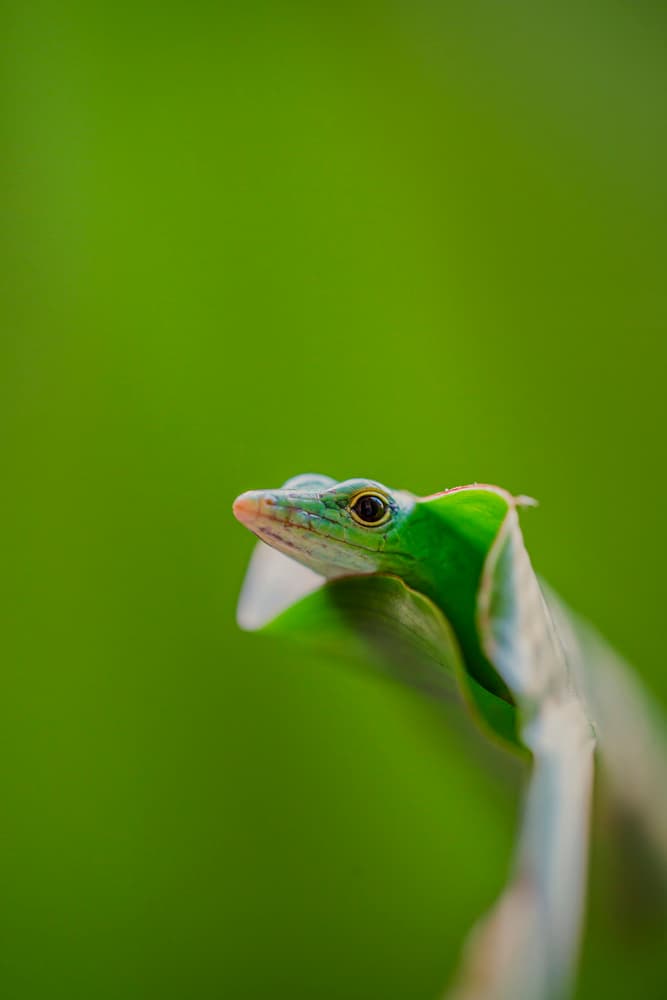 Curious Green Anole by Andi Halil — canvas wall art