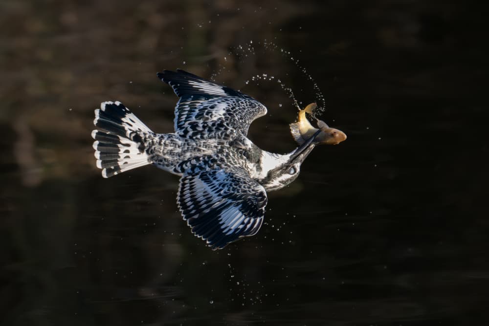 Dynamic Kingfisher Fish Catch by Guy Wilson — canvas wall art