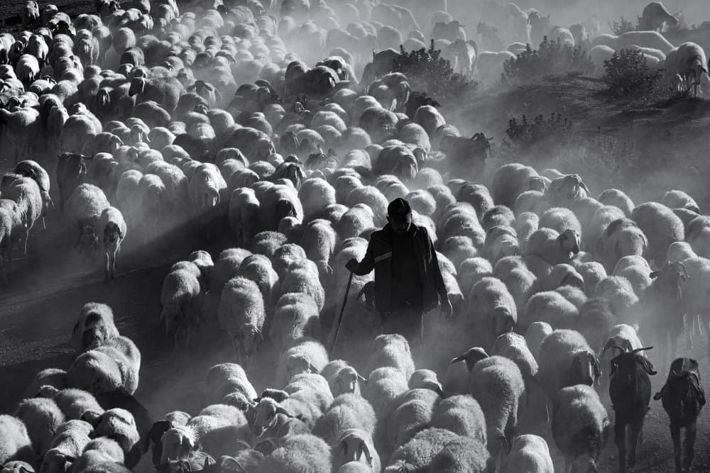 Shepherd's Hazy Flock by Emir Bagci — canvas wall art
