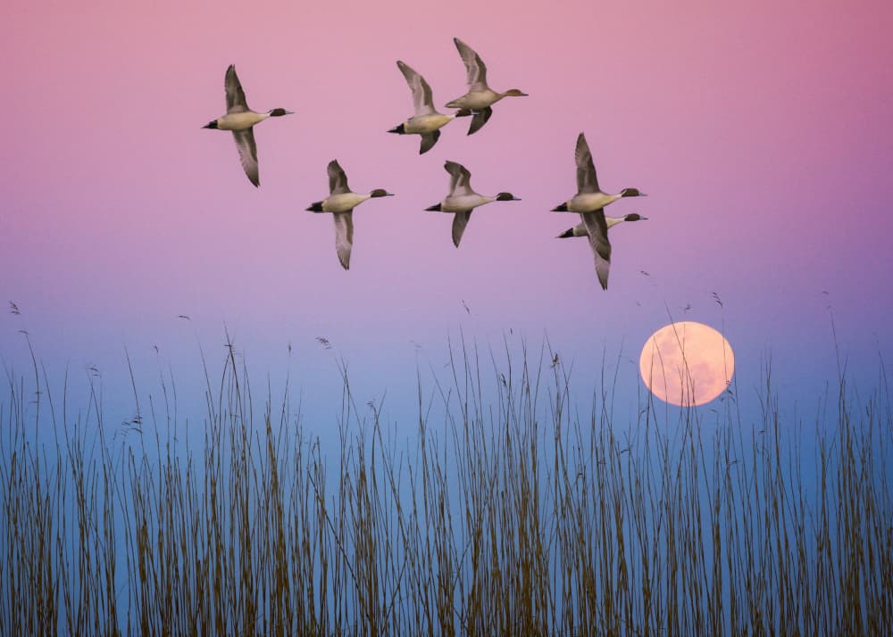 Flying Ducks Moonrise Sky by אייל בר אור • Eyal Bar Or — canvas wall art
