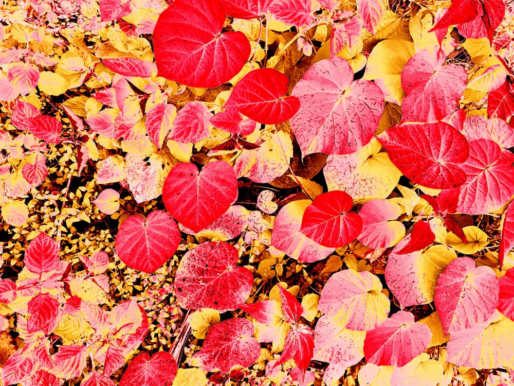 Vibrant Fall Foliage by Santhosh ch — canvas wall art