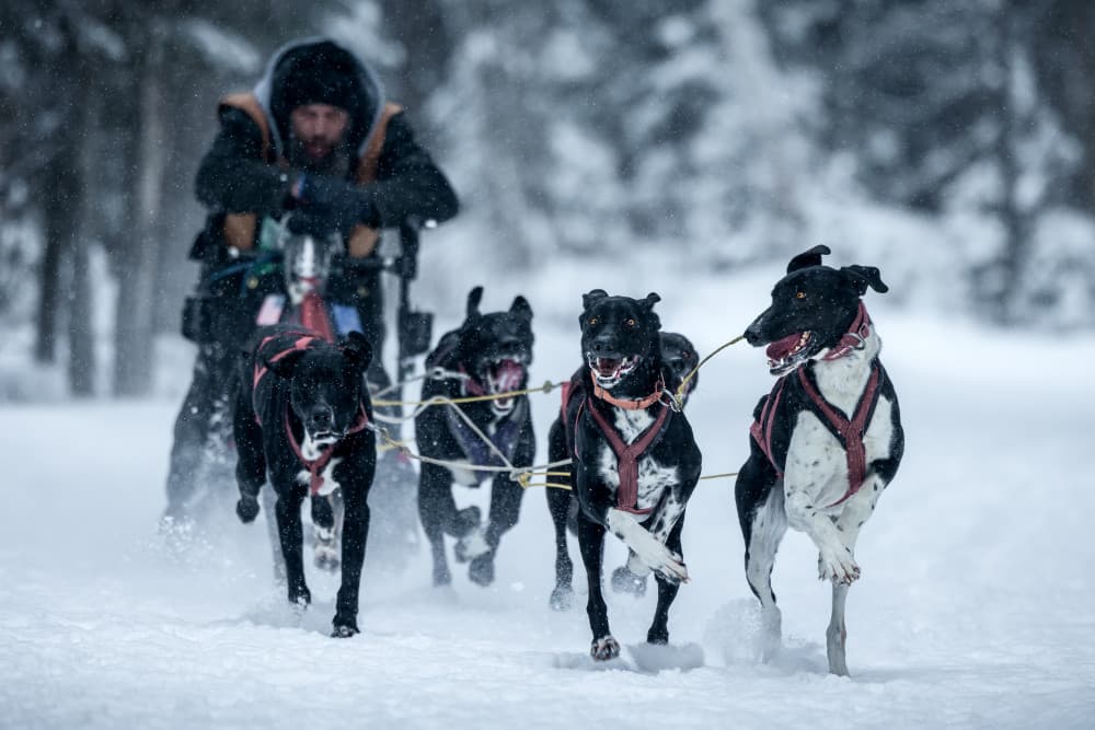Snowy Sled Dog Race by Steven Zhou — canvas wall art