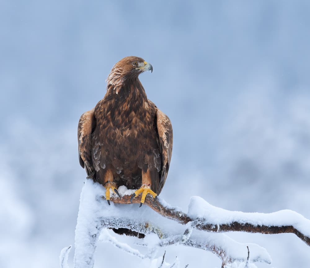 Watchful Winter Eagle by Erik Engström — canvas wall art