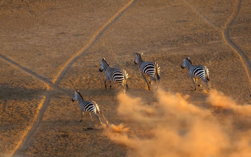 Running Zebras Dust Cloud by Jie Fischer — canvas wall art