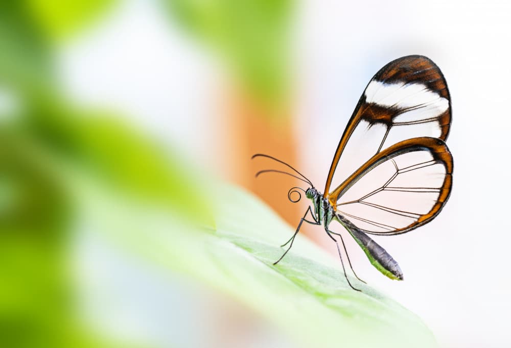 Ethereal Glasswing Butterfly by Hardik Pandya — canvas wall art