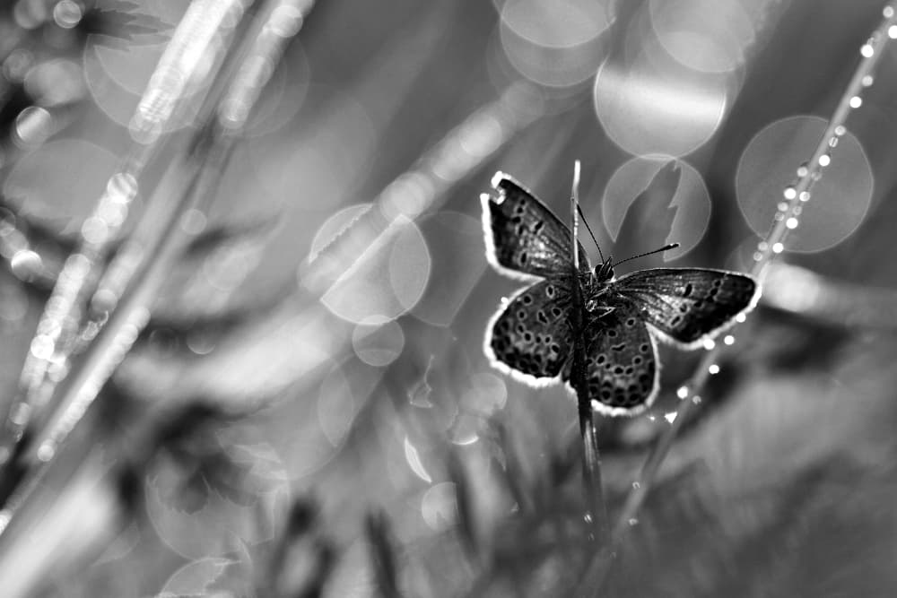 Morning Dew Butterfly by Pali Gerec — canvas wall art