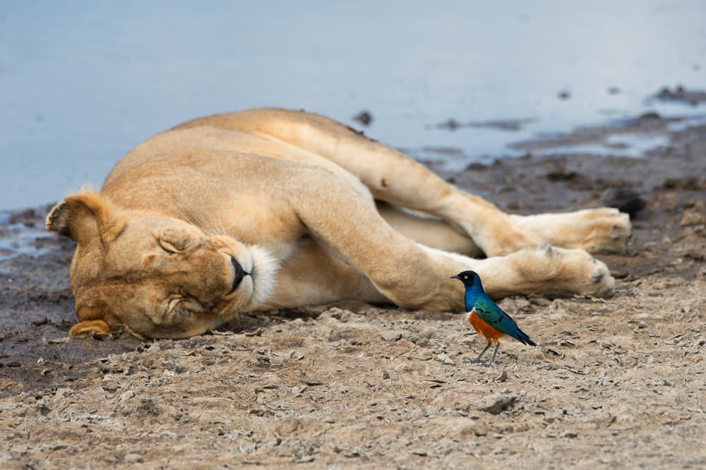 Sleeping Lioness and Starling by Mohammed Alnaser — canvas wall art