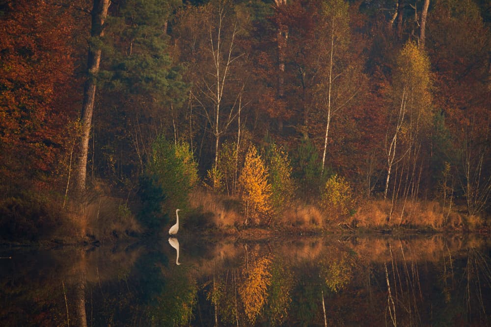 Egret Reflecting In Autumn Lake by Anton van Dongen — canvas wall art