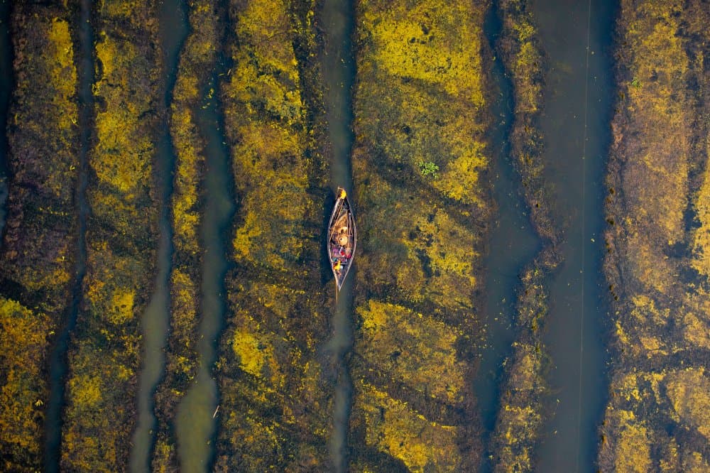 Golden Wetland Journey by Azim Khan Ronnie — canvas wall art