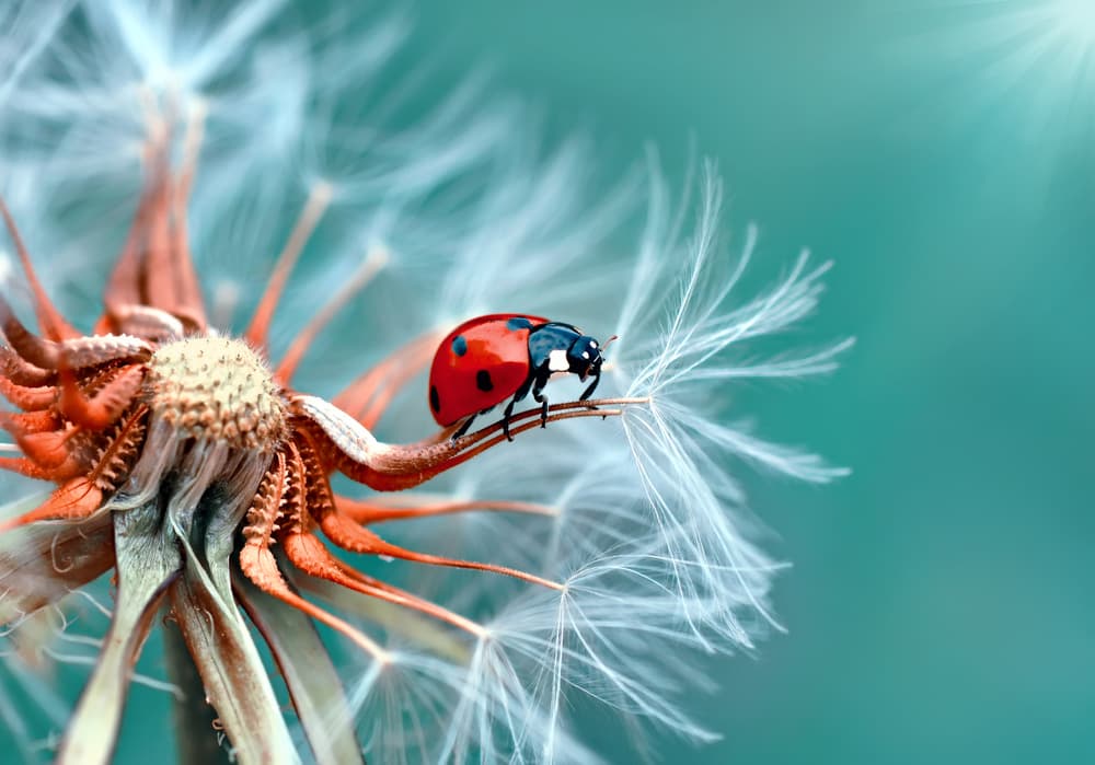 Red Ladybug Dandelion by Mustafa öztürk — canvas wall art