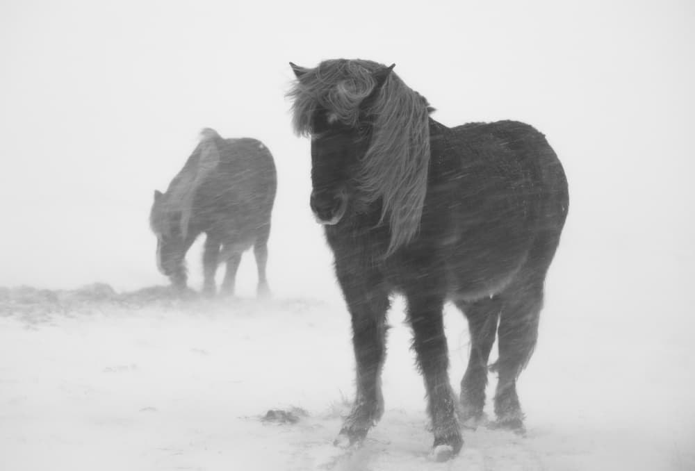 Icelandic Horses Snowstorm by konglingming — canvas wall art