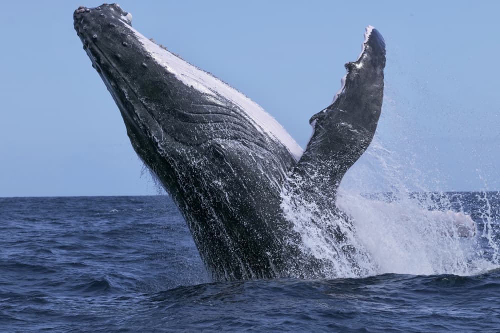 Majestic Whale Breach by Serge Melesan — canvas wall art