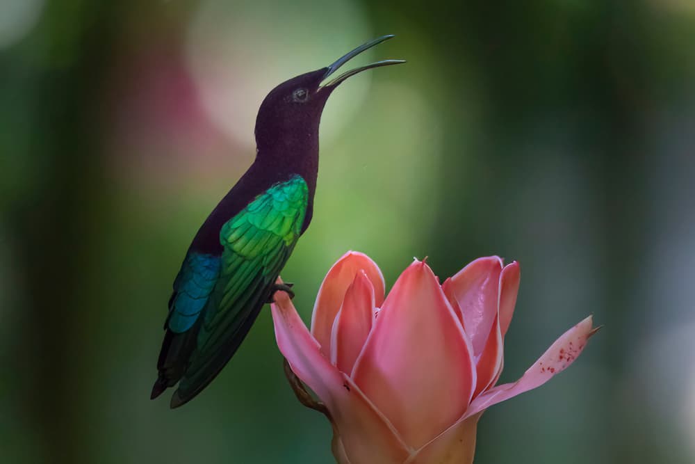 Vibrant Tropical Hummingbird by alberti Patrick — canvas wall art