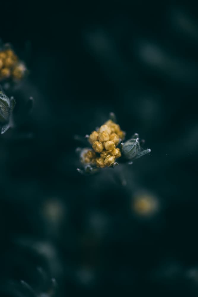 Soft Yellow Blooms by Javier Pardina — canvas wall art