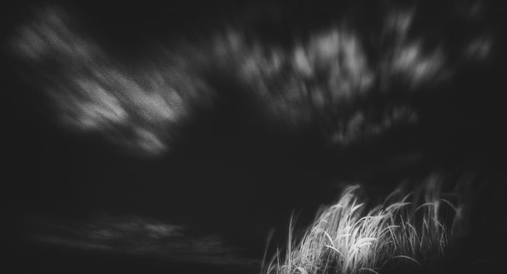 Dreamy Night Grass by Paulo Abrantes — canvas wall art