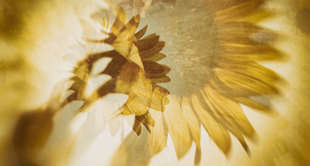 Just like the Sun by Sherin.Abdou — canvas wall art