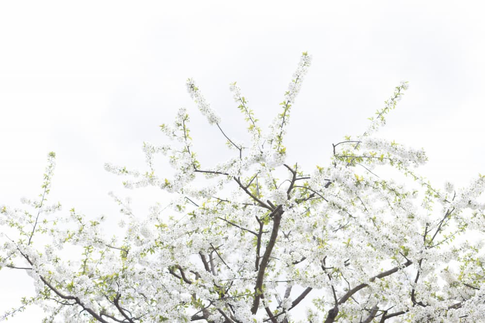 White Spring Tree 2 by Mareike Böhmer — canvas wall art