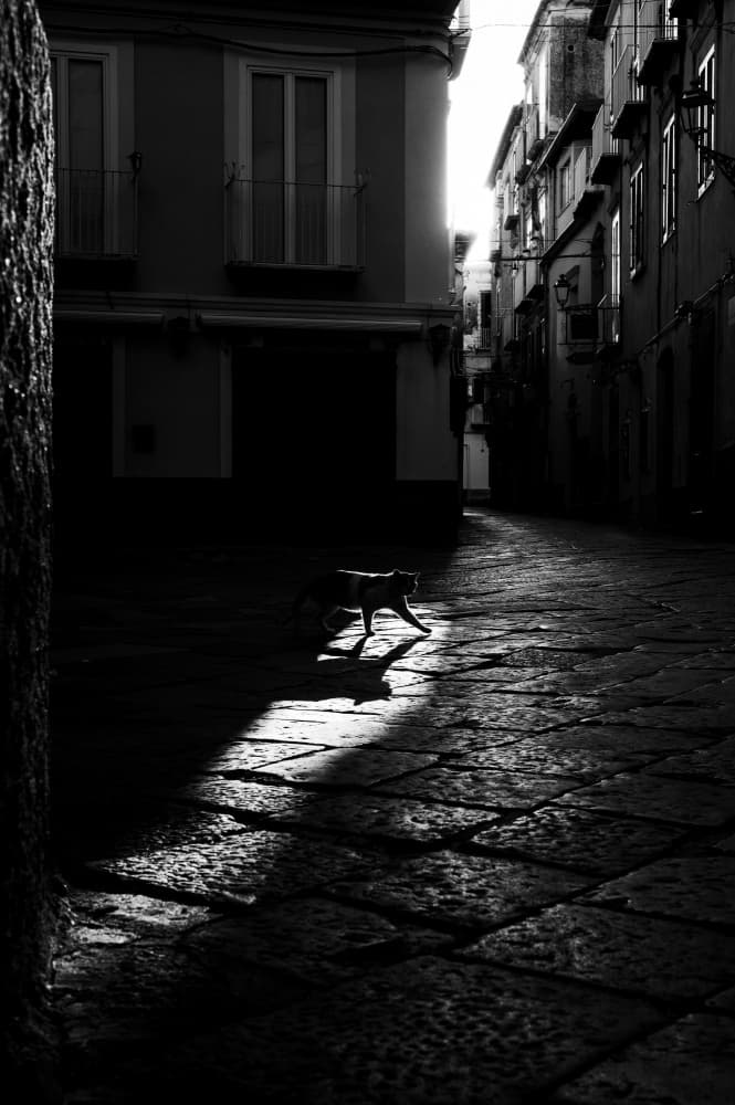 Cat in Dramatic Light by Rado Gadoczi — canvas wall art