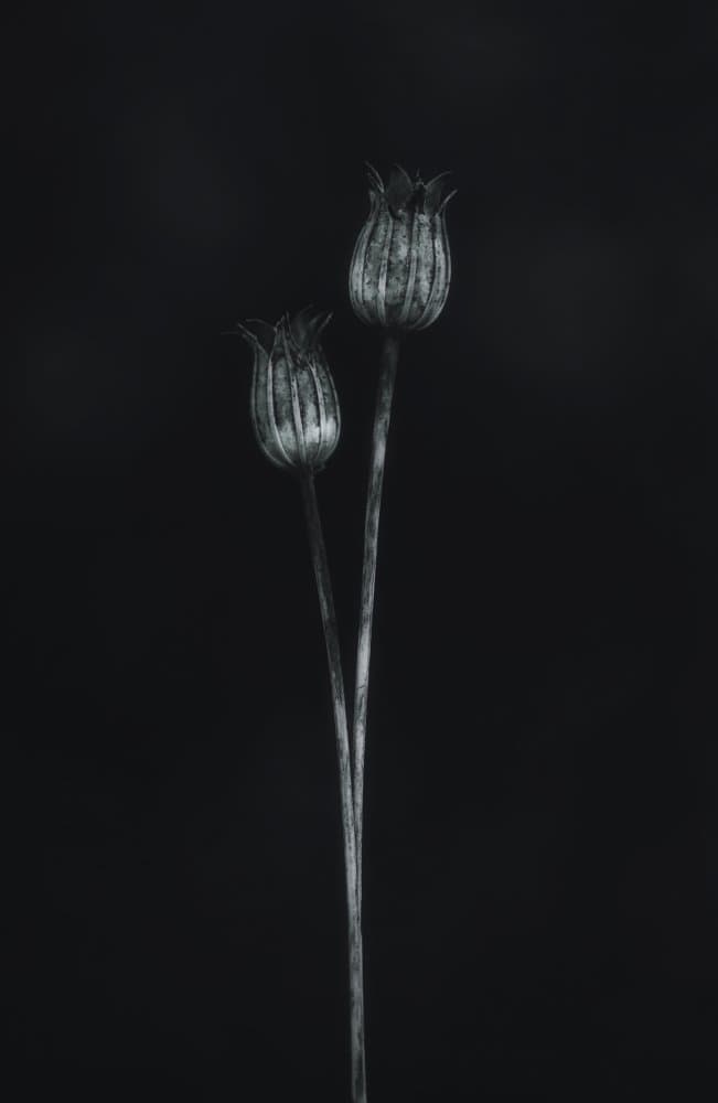 Elegant Dried Poppies by Lotte Grønkjær — canvas wall art