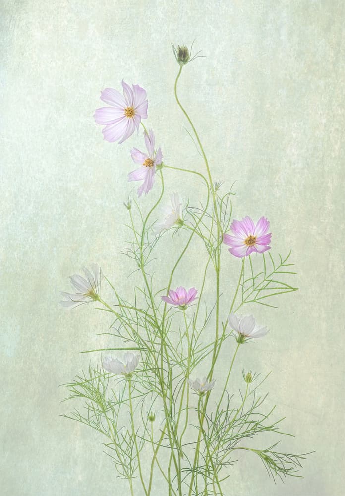 Delicate Cosmos Blooms by Catherine Wang — canvas wall art