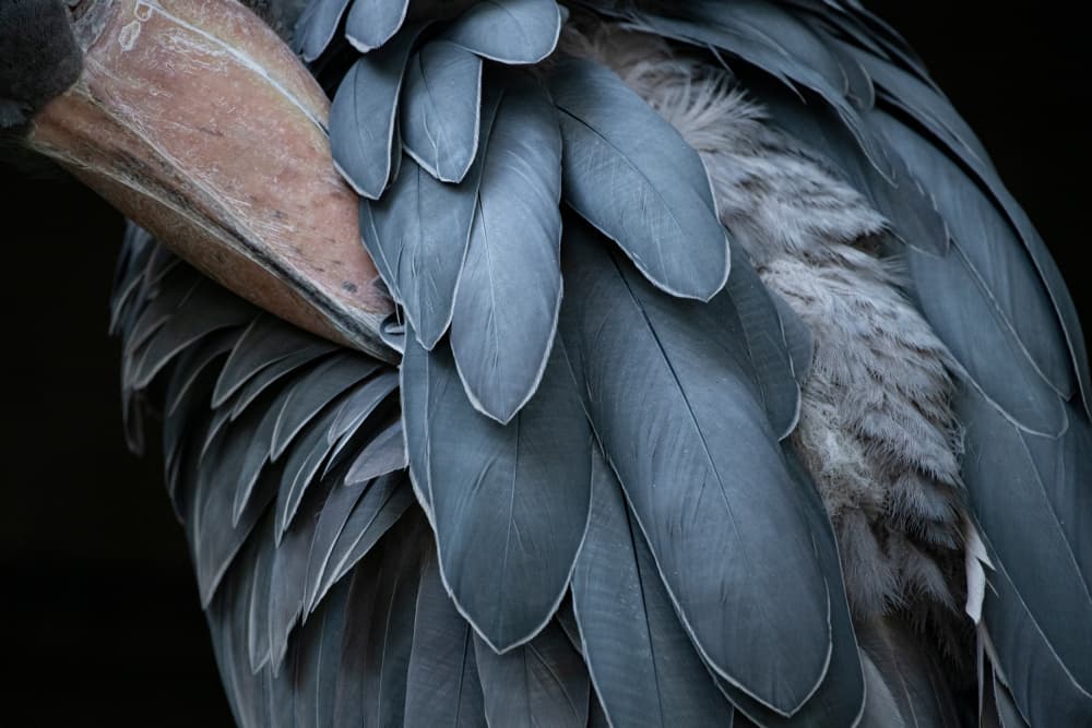 Shoebill Feather Textures by Juri Aoki — canvas wall art