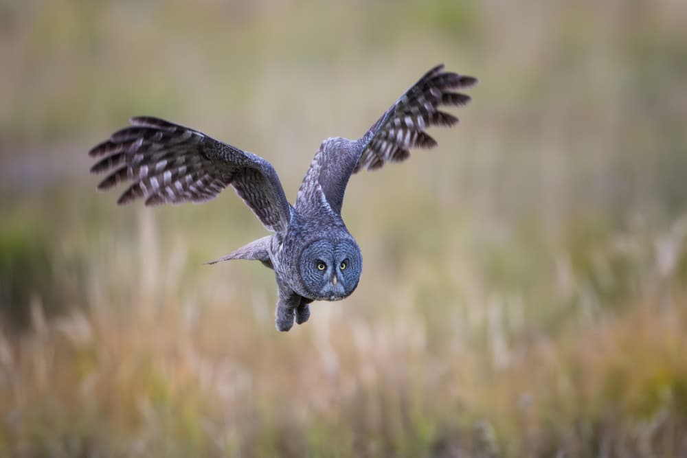 Majestic Grey Owl Flight by Max Wang — canvas wall art