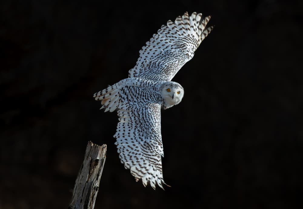 Snowy Owl Takes Flight by Johnson Huang — canvas wall art