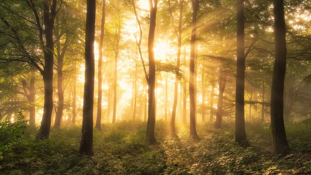 Golden Forest Light by Leif Løndal — canvas wall art
