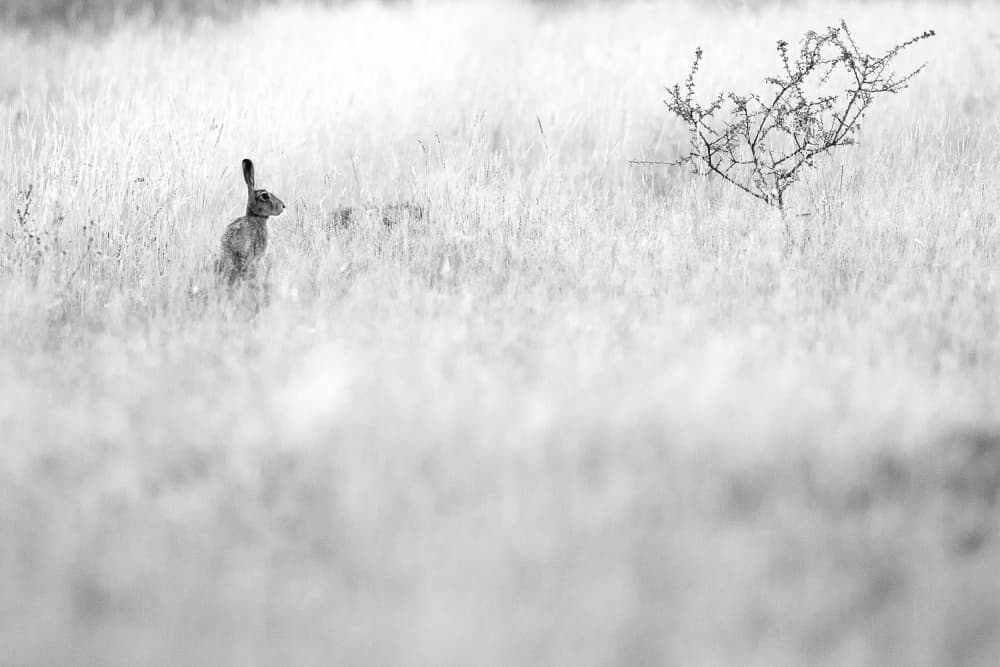 Wild Hare In Field by Sebastian Mastahac — canvas wall art