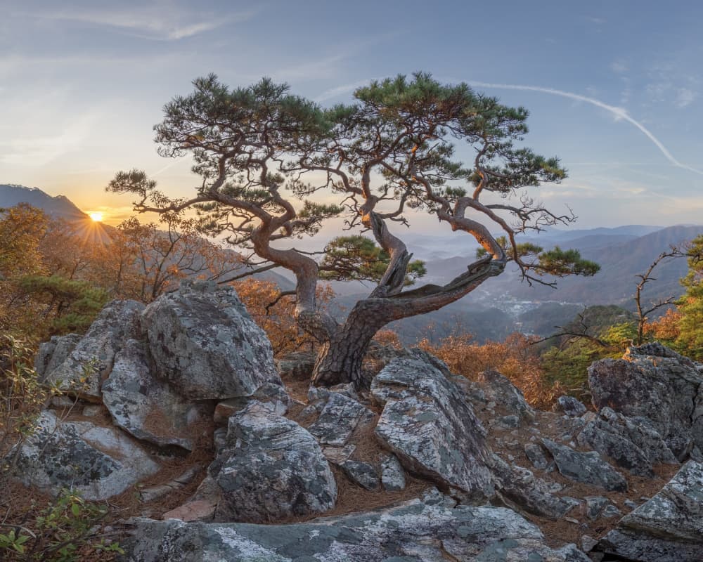 Golden Hour Mountain Pine by Jaeyoun Ryu — canvas wall art