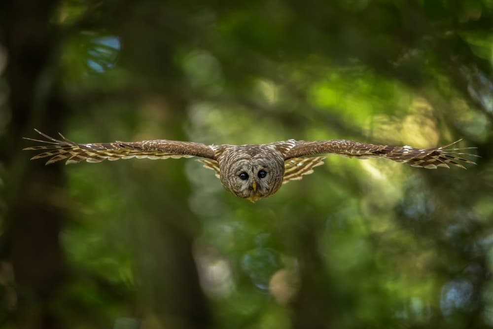 Watchful Owl in Flight by Max Wang — canvas wall art