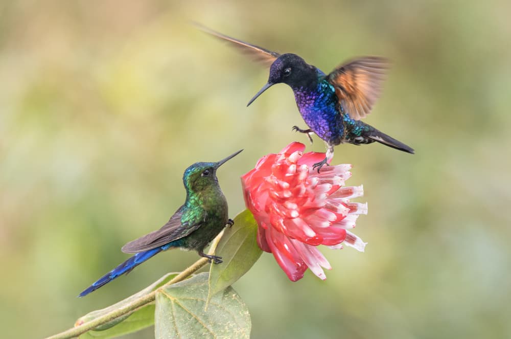 Hummingbirds On Red Flower by Roelof de Hoog — canvas wall art