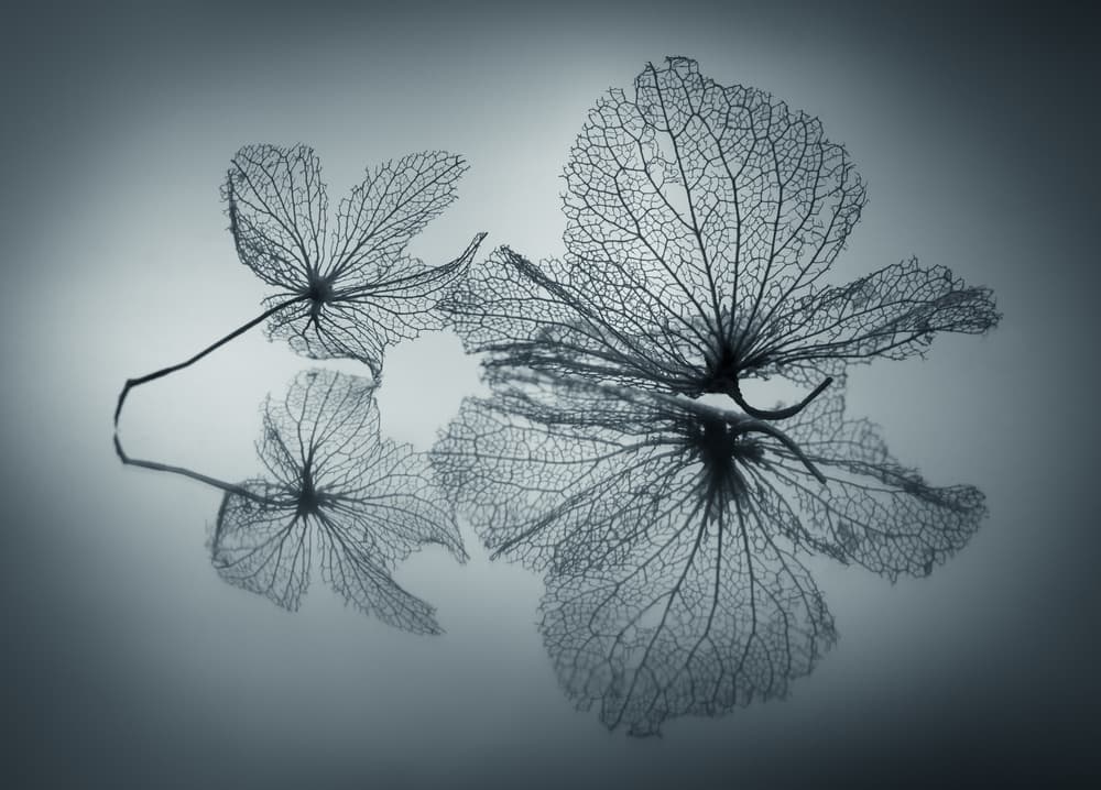 Delicate Skeleton Leaves by Shihya Kowatari — canvas wall art