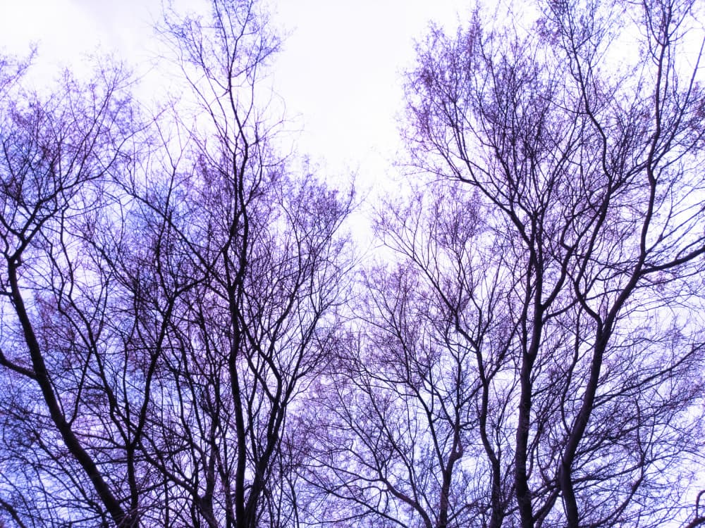 Purple Winter Branches by Santhosh ch — canvas wall art