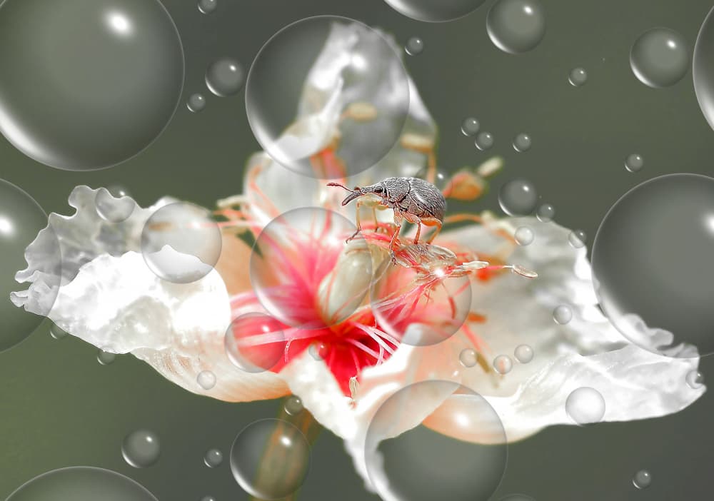 Weevil Bloom Bubbles by Thierry Dufour — canvas wall art