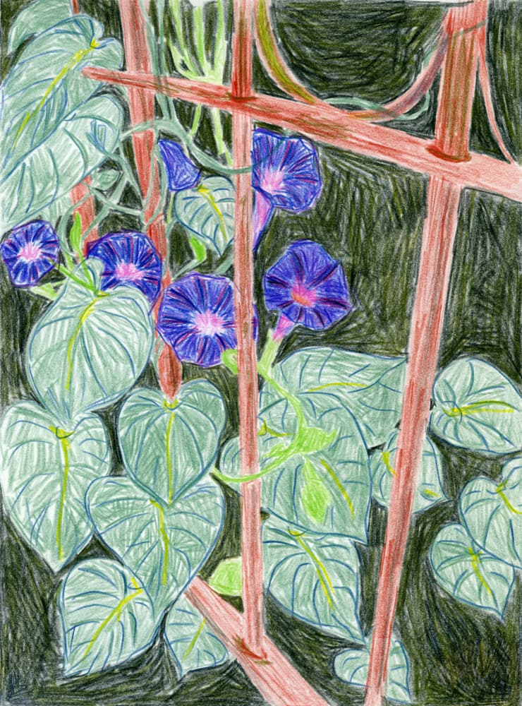 Vibrant Morning Glories by Viktoriia Saunina — canvas wall art