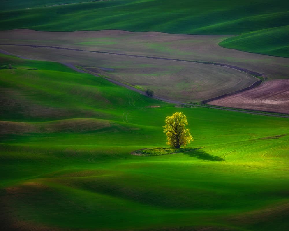 Solitary Tree Green Hills by James Lu — canvas wall art